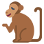 monkey